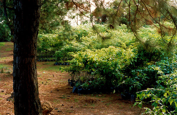 A presença do consumidor buscando mudas que atendessem seu projeto de jardim aumentou a demanda no mercado de mudas arbóreas.