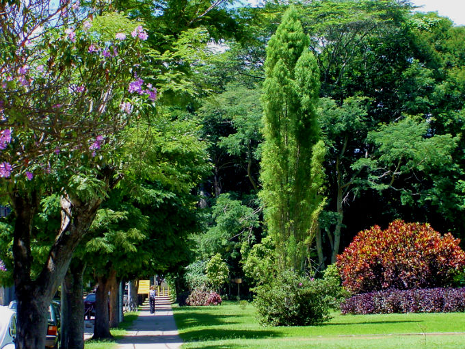 Houve um aumento significativo do número de espécies de árvores utilizadas no plantio, com diferentes portes e época de floração.