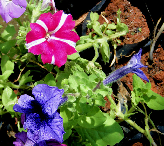 Para as plantas que se reproduzem via semente, temos as alternativas de semeá-las diretamente em recipientes ou em leitos de semeadura.