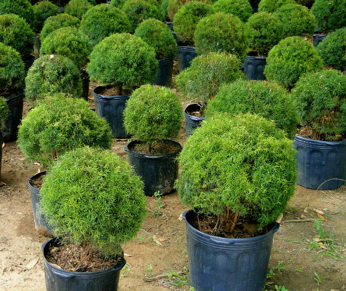 Dependendo da espécie, a muda ornamental precisa, às vezes, ser replantada, sucessivas vezes, em recipientes maiores.