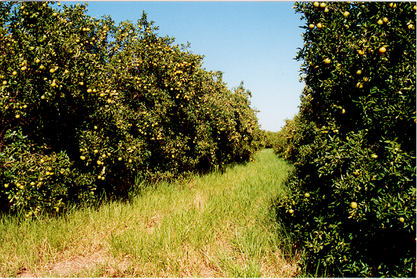A época da colheita depende da espécie de citros, da cultivar e do clima, sendo que, em locais mais quentes, a maturação das frutas é adiantada.