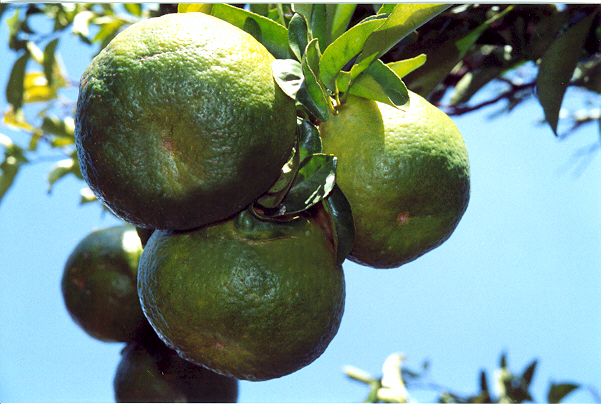 Os limões, as limas ácidas e algumas tangerinas podem ser colhidas na fase de pré-maturação, porque têm maior acidez nessa fase.