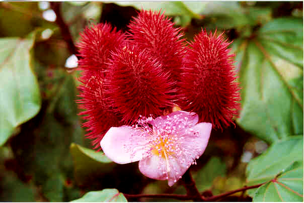 O urucueiro é uma planta arbustiva, designada botanicamente de Bixa orellana L., que pertence à família Bixaceae.