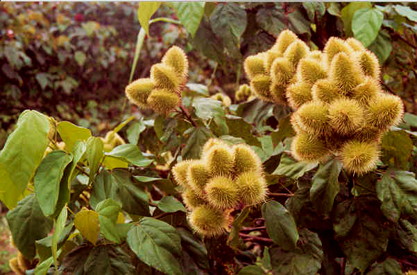 Já no primeiro ano de idade, haverá uma pequena produção de urucum, mas é a partir do segundo ano, que se inicia a produção comercial.
