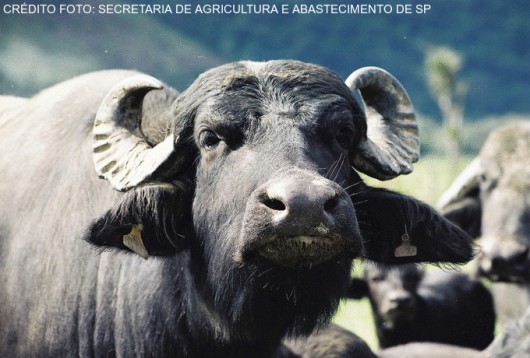 Principais raças bubalinas produzidas no Brasil Principais raças bubalinas produzidas no Brasil