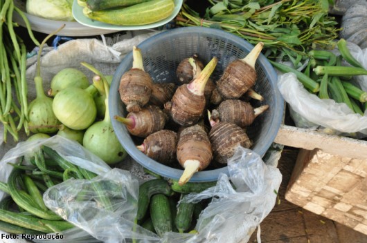 Inhame orgânico - 10 dicas para o sucesso da sua plantação Inhame orgânico - 10 dicas para o sucesso da sua plantação