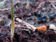 É preciso realizar uma adubação em cobertura 30 dias após o plantio para fornecer nitrogênio às plantas. Foto: Tony Austin É preciso realizar uma adubação em cobertura 30 dias após o plantio para fornecer nitrogênio às plantas. Foto: Tony Austin