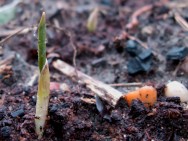 É preciso realizar uma adubação em cobertura 30 dias após o plantio para fornecer nitrogênio às plantas. Foto: Tony Austin