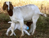 As cabras Boer são boas produtoras de leite, o que lhes permite aumentar a sua prole com sucesso. Foto: Reprodução As cabras Boer são boas produtoras de leite, o que lhes permite aumentar a sua prole com sucesso. Foto: Reprodução