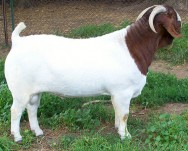 Animais exuberantes, de muita fertilidade, grande porte, físico forte e rústicos, assim são os caprinos Boer. Foto: Reprodução Animais exuberantes, de muita fertilidade, grande porte, físico forte e rústicos, assim são os caprinos Boer. Foto: Reprodução