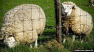 Curiosidade sobre a raça de ovinos Texel é o fato de a cabeça ser desprovida de lã. É coberta apenas por pelos brancos, sem brilho e curtos 