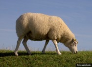 O Texel é a raça de ovinos mais reprodutiva do mundo, já que a curto prazo podem se multiplicar em rítimo genético e gemealidade de 90% O Texel é a raça de ovinos mais reprodutiva do mundo, já que a curto prazo podem se multiplicar em rítimo genético e gemealidade de 90%