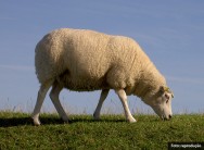 O Texel é a raça de ovinos mais reprodutiva do mundo, já que a curto prazo podem se multiplicar em rítimo genético e gemealidade de 90% 