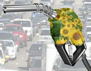 Pinhão Manso Pinhão-manso é viável para a obtenção do biodiesel, pois produz, no mínimo, duas toneladas de óleo por hectare/ano, levando de três a quatro anos para atingir a idade produtiva.