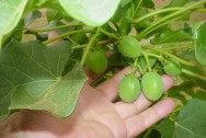 Pinhão Manso As principais vantagens do cultivo do pinhão-manso são o baixo custo de produção e sua capacidade de ser cultivado em solos pouco férteis e arenosos.