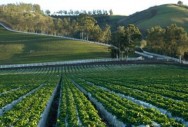 Modernização no Campo A capacidade produtiva se traduz em poder de competição e isso explica o aumento das vendas brasileiras de alimentos para todos os mercados.