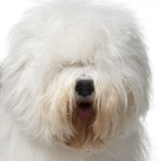 Antiguo pastor inglés (Bobtail) English sheepdog puppy, Old english sheepdog puppy, Old english sheepdog