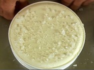 Primeiramente, o queijo deve ser mantido por um período de, aproximadamente, 6 h, no processo de salga. Primeiramente, o queijo deve ser mantido por um período de, aproximadamente, 6 h, no processo de salga.
