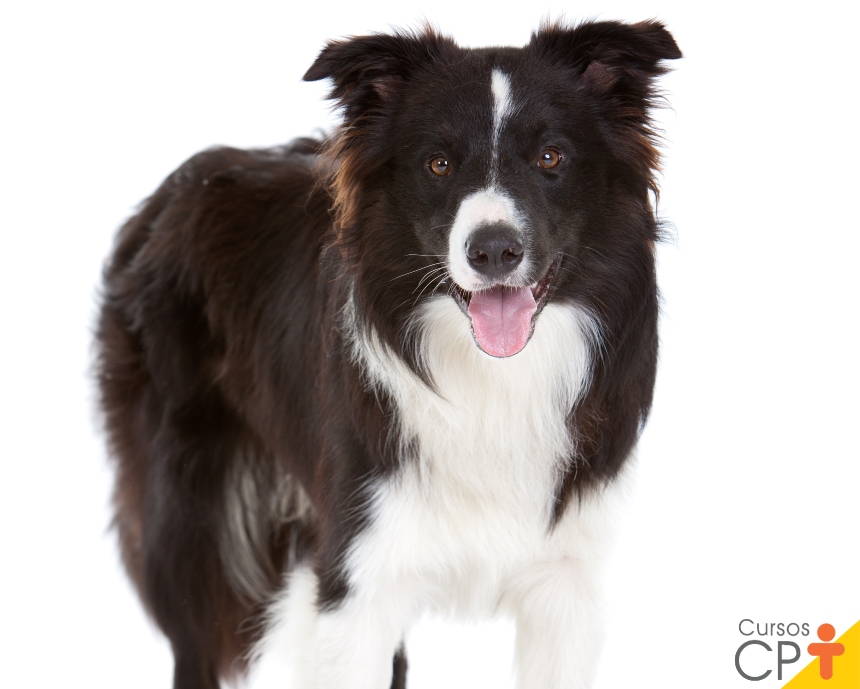 racas-de-cachorro-border-collie-cpt5.jpg