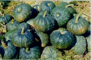 Agricultura orgânica: como cultivar a nutritiva abóbora Agricultura orgânica: como cultivar a nutritiva abóbora