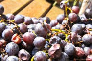 A conservação dos alimentos está diretamente ligada à capacidade de sobrevivência ou de multiplicação dos microrganismos neles presentes A conservação dos alimentos está diretamente ligada à capacidade de sobrevivência ou de multiplicação dos microrganismos neles presentes