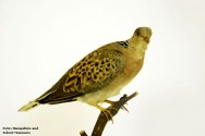 A coleção de peças taxidermizadas servirá de objetos de estudo, e poderá ser formada por espécies comuns em uma determinada região A coleção de peças taxidermizadas servirá de objetos de estudo, e poderá ser formada por espécies comuns em uma determinada região