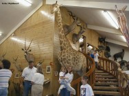 O fato de animais como aves e mamíferos poderem ser taxidermizados possibilita formar e manter uma coleção, em museus de zoologia, escolas O fato de animais como aves e mamíferos poderem ser taxidermizados possibilita formar e manter uma coleção, em museus de zoologia, escolas