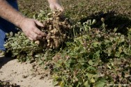 Os fungos que produzem a aflatoxina não são patogênicos às plantas, portanto elas não apresentam sintomas do seu ataque Os fungos que produzem a aflatoxina não são patogênicos às plantas, portanto elas não apresentam sintomas do seu ataque