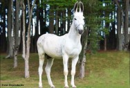 Uma das principais diferenças entre a mula, burro e o jumento é o tamanho das orelhas, sendo as do jumento bem maiores Uma das principais diferenças entre a mula, burro e o jumento é o tamanho das orelhas, sendo as do jumento bem maiores