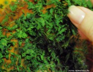 O aumento da temperatura do vegetal a ser desidratado força a evaporação da água, enquanto a circulação do ar remove a umidade evaporada O aumento da temperatura do vegetal a ser desidratado força a evaporação da água, enquanto a circulação do ar remove a umidade evaporada