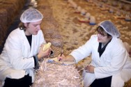 É importante verificar as condições em que os pintos chegaram à granja É importante verificar as condições em que os pintos chegaram à granja