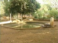 Na criação de capivara em cativeiro há a necessidade de um tanque com rampa suave para que os animais possam banhar-se Na criação de capivara em cativeiro há a necessidade de um tanque com rampa suave para que os animais possam banhar-se
