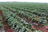 Atualmente, a produção de morangos de excelente qualidade tem sido alvo de outro mercado consumidor: as indústrias de processamento de frutas. Crédito/Foto: Benketaro