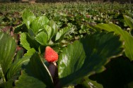 Clima temperado origina morangos mais adocicados, firmes e com aroma acentuado. Crédito/Foto: Toolmantim Clima temperado origina morangos mais adocicados, firmes e com aroma acentuado. Crédito/Foto: Toolmantim