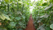 O cultivo do pepino em estufas propiciou um grande aumento de produtividade, além de melhorias na qualidade dos pepinos. Foto: Reprodução O cultivo do pepino em estufas propiciou um grande aumento de produtividade, além de melhorias na qualidade dos pepinos. Foto: Reprodução