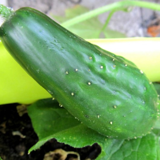 Cultivo de Pepino - vantagens da produção em estufas. Foto/Crédito: seelensturn