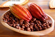 Os chocolate é produto das amêndoas do cacau Os chocolate é produto das amêndoas do cacau