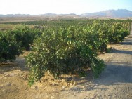 Em casos de plantios extensos, torna-se conveniente dividir o pomar em talhões e quadras, utilizando carreadores. Foto: Reprodução Em casos de plantios extensos, torna-se conveniente dividir o pomar em talhões e quadras, utilizando carreadores. Foto: Reprodução
