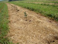 Nos grandes plantios, a prática tem sido a eliminação das invasoras na linha de plantio, usando-se herbicidas ou capina manual e, nas entrelinhas, a roçadeira. Foto/crédito: Agricultura SP Nos grandes plantios, a prática tem sido a eliminação das invasoras na linha de plantio, usando-se herbicidas ou capina manual e, nas entrelinhas, a roçadeira. Foto/crédito: Agricultura SP