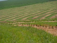 A acerola exige alguns tipos de podas desde o momento em que ela começa a soltar os ramos. Foto/crédito: Agricultura SP A acerola exige alguns tipos de podas desde o momento em que ela começa a soltar os ramos. Foto/crédito: Agricultura SP