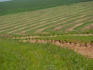 A acerola exige alguns tipos de podas desde o momento em que ela começa a soltar os ramos. Foto/crédito: Agricultura SP