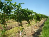 Este tutoramento tem o objetivo de auxiliar a formação de ramos voltados para o alto, impedindo que os frutos encostem no chão. Foto/crédito: Agricultura SP