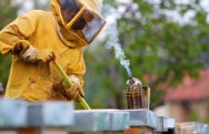 Saber operar o fumegador é primordial para o domínio da colmeia Saber operar o fumegador é primordial para o domínio da colmeia