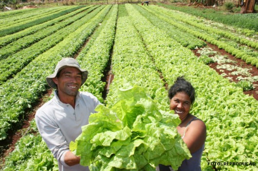 Cooperativa de trabalho rural - Como funcionam as cooperativas e etapas de abertura Cooperativa de trabalho rural - Como funcionam as cooperativas e etapas de abertura
