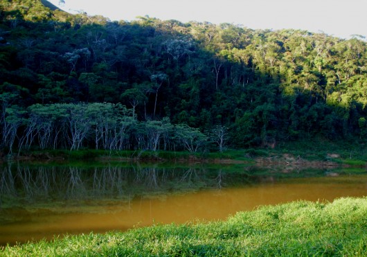 Regeneração natural das florestas e sucessão secundária das espécies arbustivo-arbóreas Regeneração natural das florestas e sucessão secundária das espécies arbustivo-arbóreas