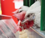 Os programas de iluminação estimulam os frangos ao consumo de alimentos no momento adequado Os programas de iluminação estimulam os frangos ao consumo de alimentos no momento adequado