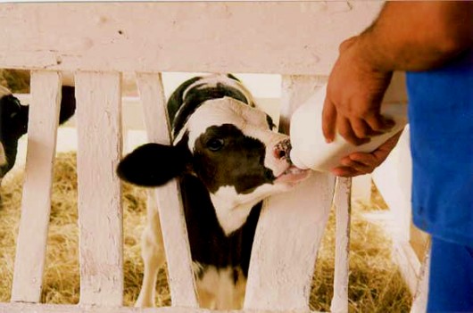 Como alimentar os bezerros para a produção de vitelos