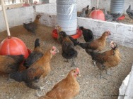 No sistema convencional de criação de frangos, a seleção é direcionada ao ganho de peso rápido, ciclo de vida curto e carne tenra e branca No sistema convencional de criação de frangos, a seleção é direcionada ao ganho de peso rápido, ciclo de vida curto e carne tenra e branca