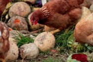 Os frangos caipiras produzem ovos de casca firme e vermelha com gema escura e carcaça de musculatura firme Os frangos caipiras produzem ovos de casca firme e vermelha com gema escura e carcaça de musculatura firme