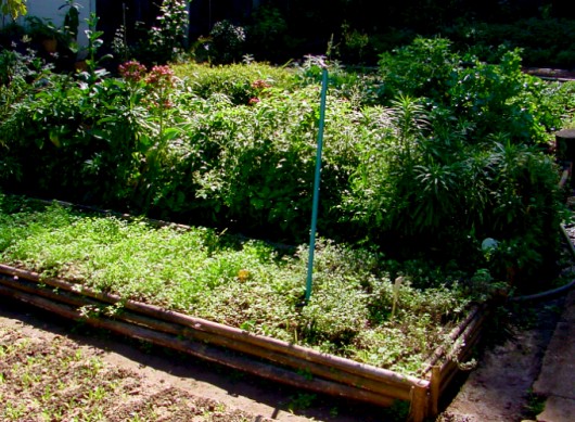 Regras gerais para a colheita das plantas medicinais Regras gerais para a colheita das plantas medicinais